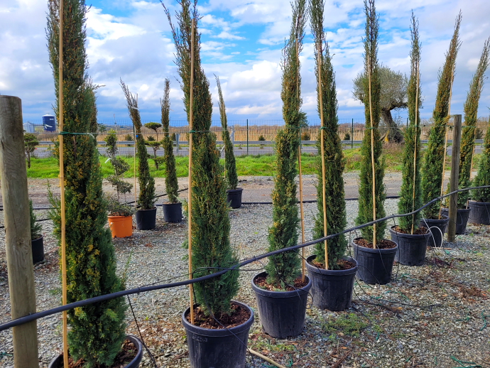 Cupressus sempervirens stricta