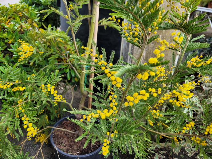 Acacia dealbata