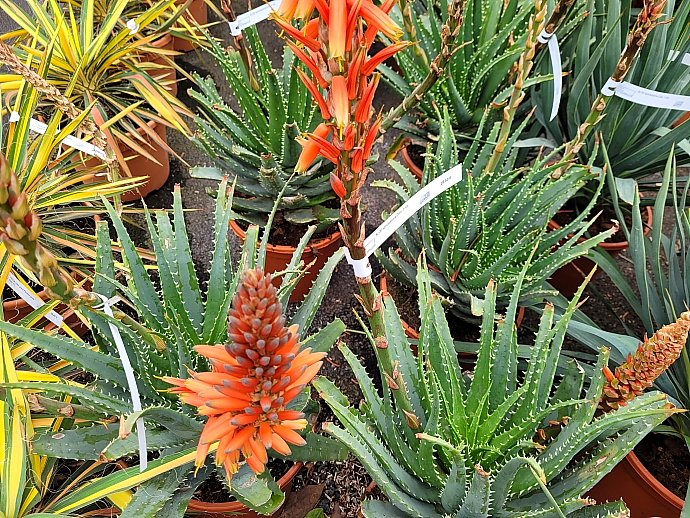 Aloe spinossissima