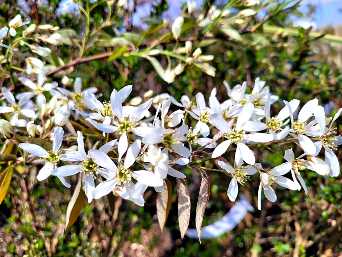 Amelanchier