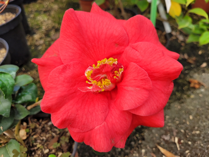 Camelia japonica adophe audusson