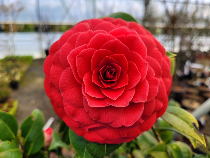 Camelia japonica bella lambertii