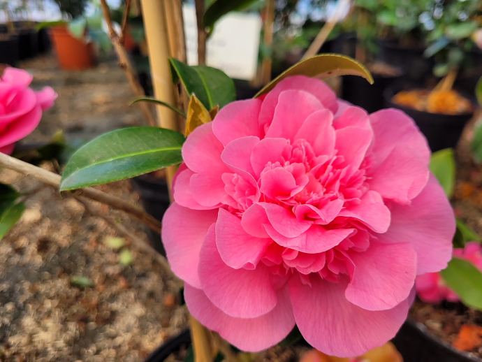 Camelia japonica debbie