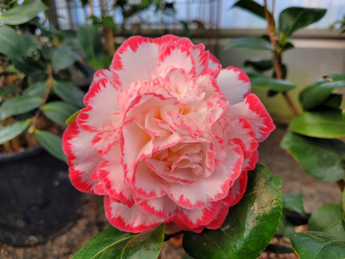 Camelia japonica margaret davis