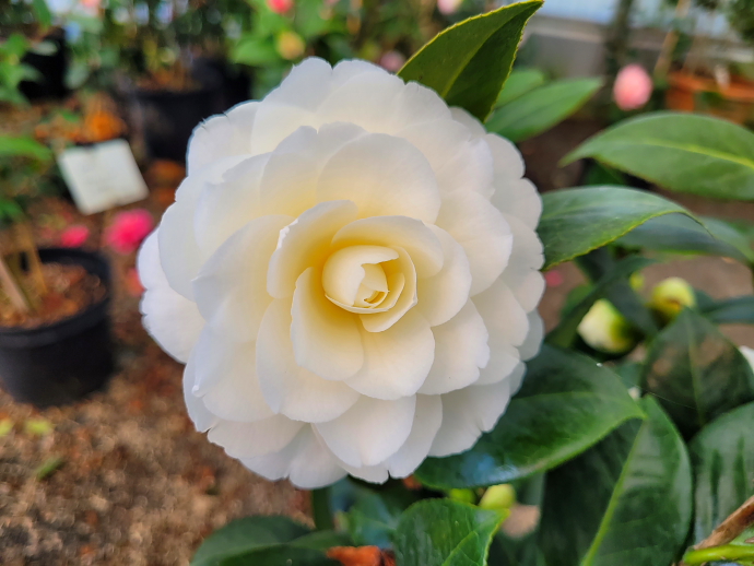 Camelia japonica nobellissima blanc