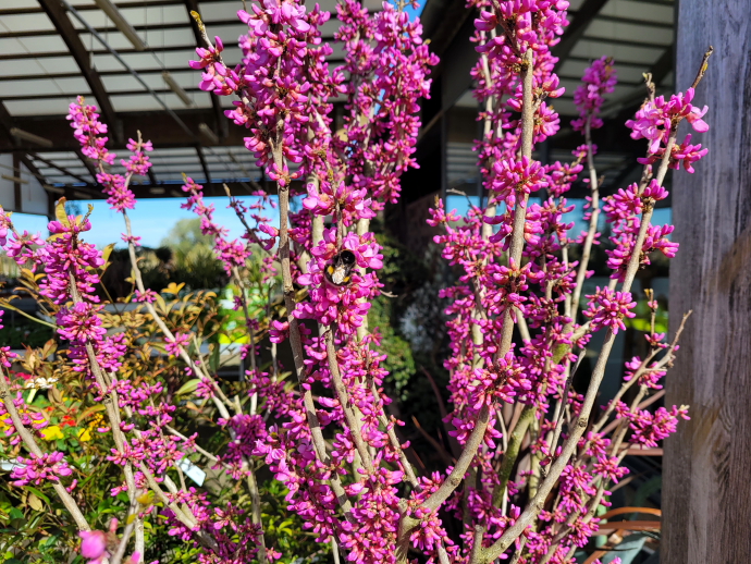 Cercis avondale