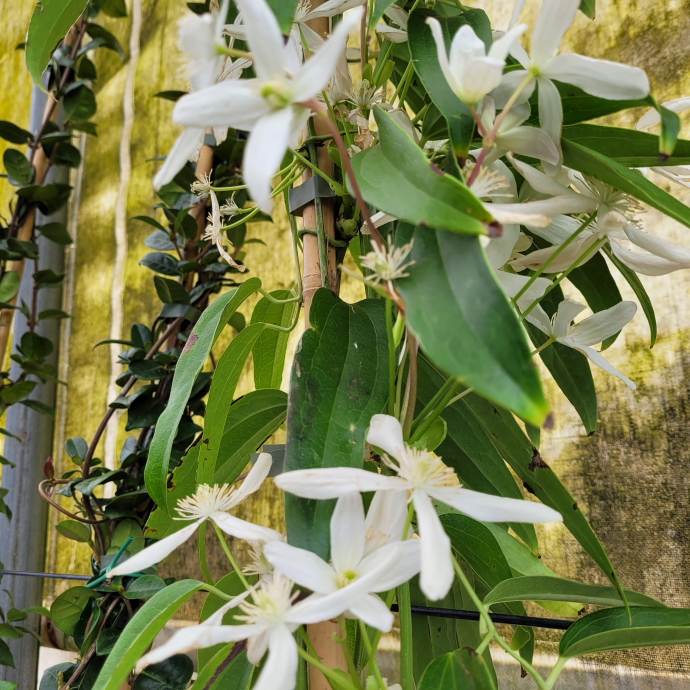 Clematite armandi