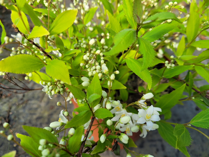 Deutzia crenata nikko