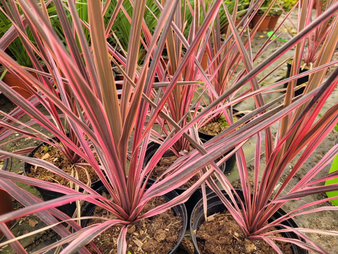 Dracaena electric pink