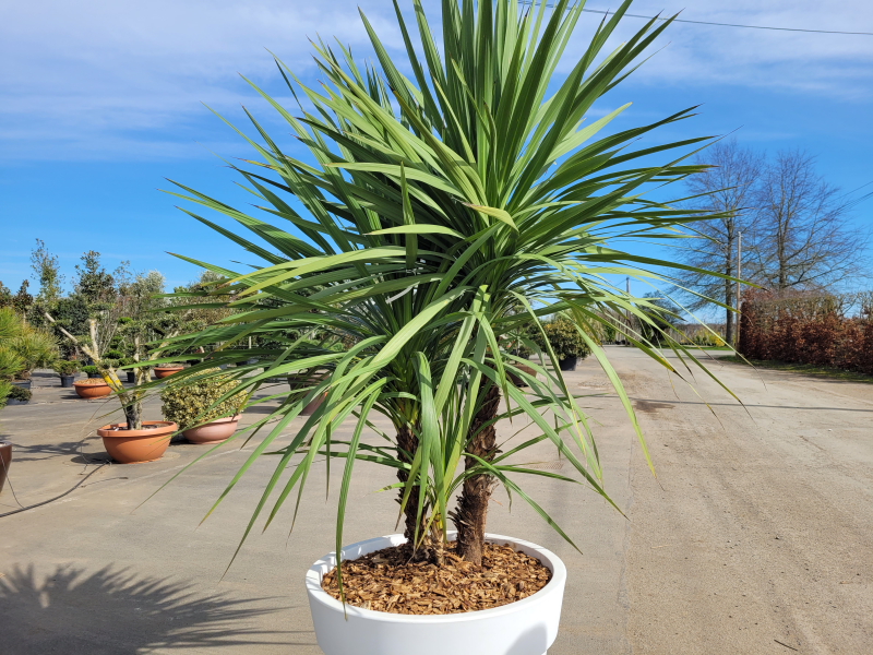 Dracaena indivisa cépée