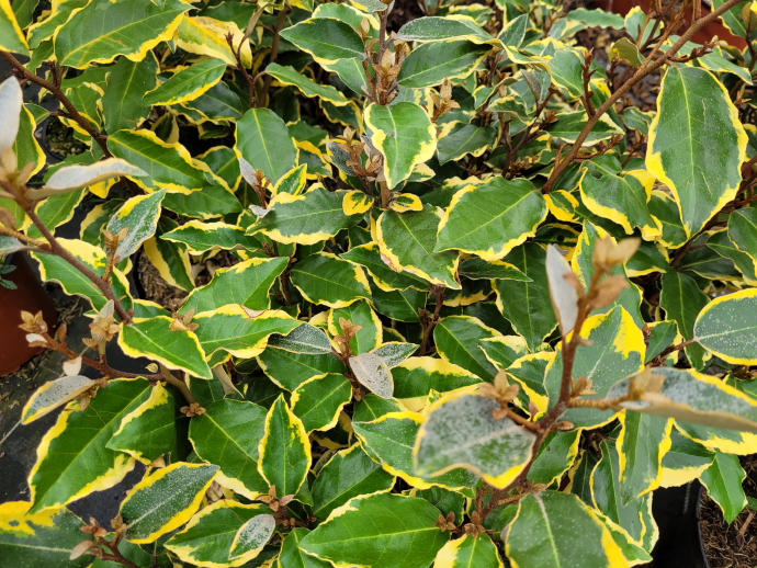 Eleagnus viveleg