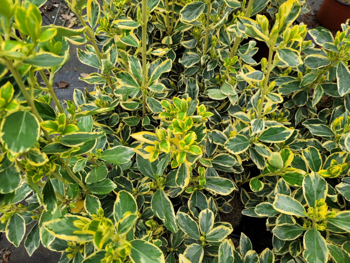 Euonymus bravo