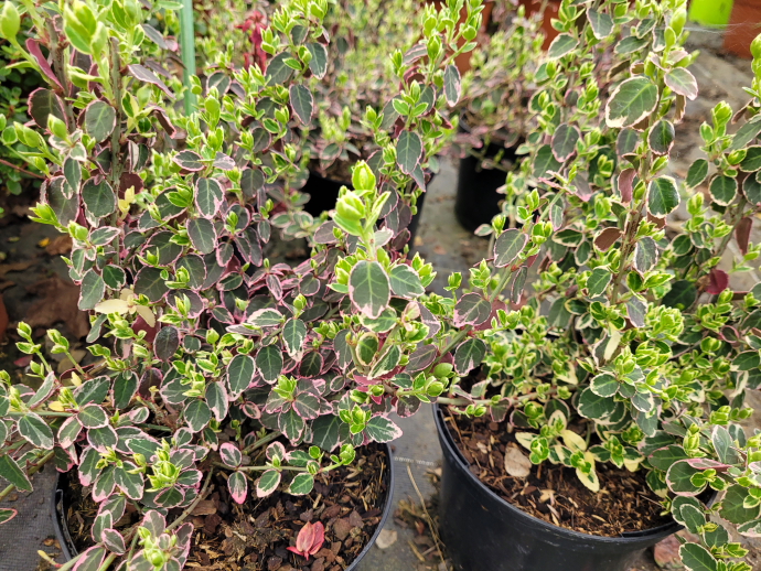 Euonymus emerald gaity