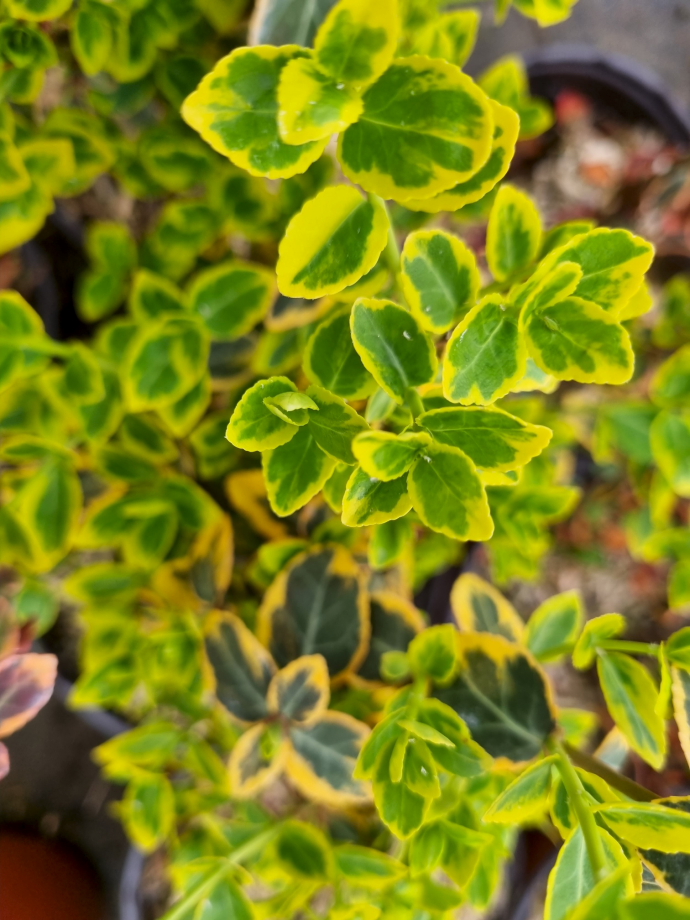 Euonymus emerald gold