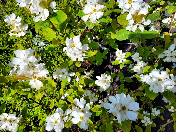 Exochorda racemosa