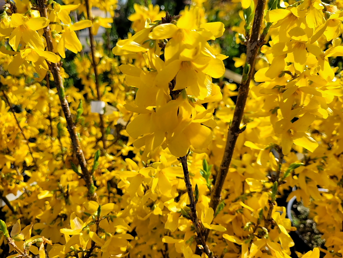 Forsythia weekend