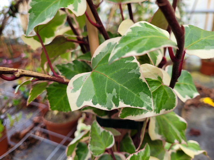 Hedera gloire de marengo