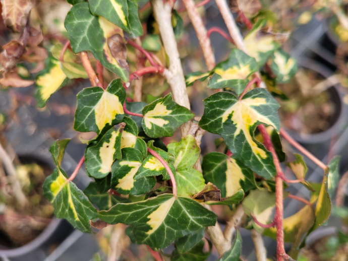 Hedera gold heart