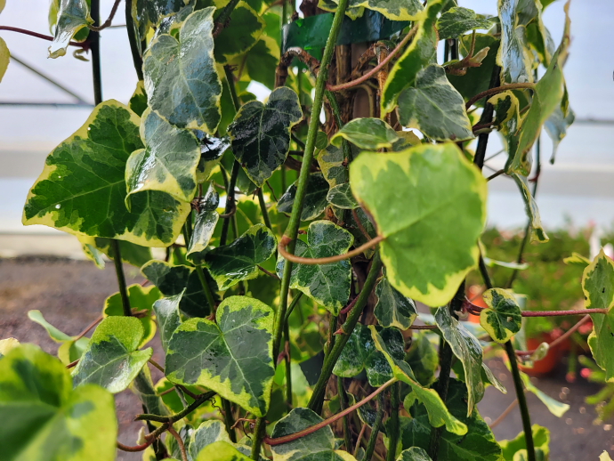 Hedera helix glacier