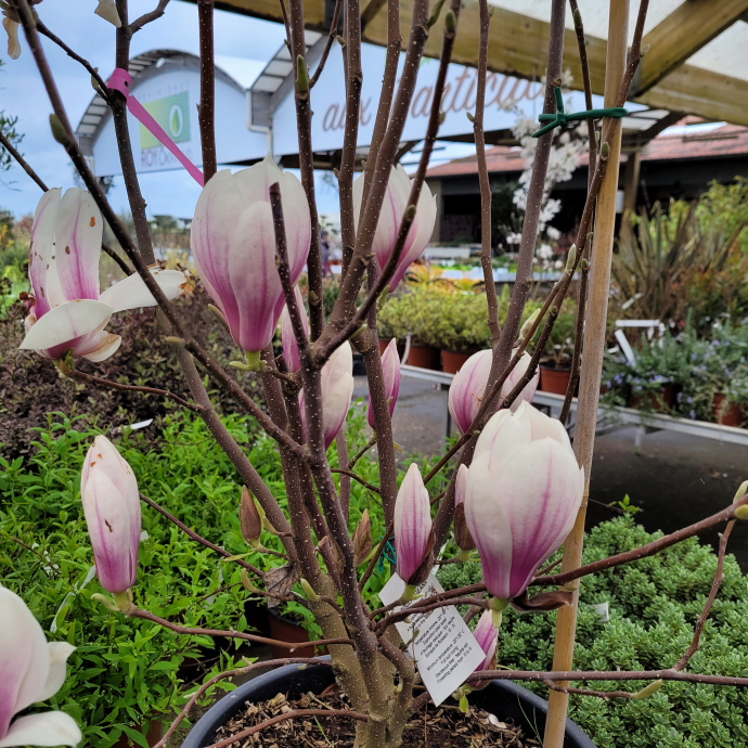 Magnolia soulangeana