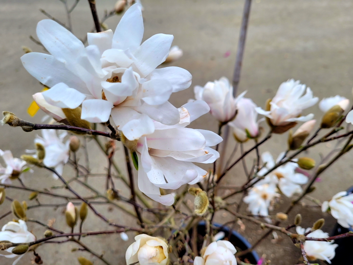 Magnolia stellata