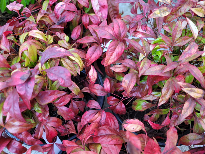 Nandina fire power