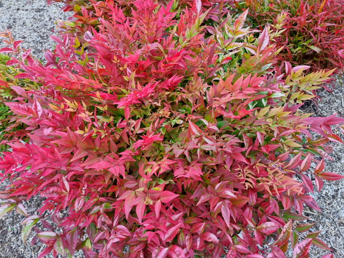 Nandina gulf stream