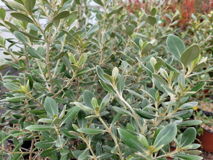 Olearia traversi