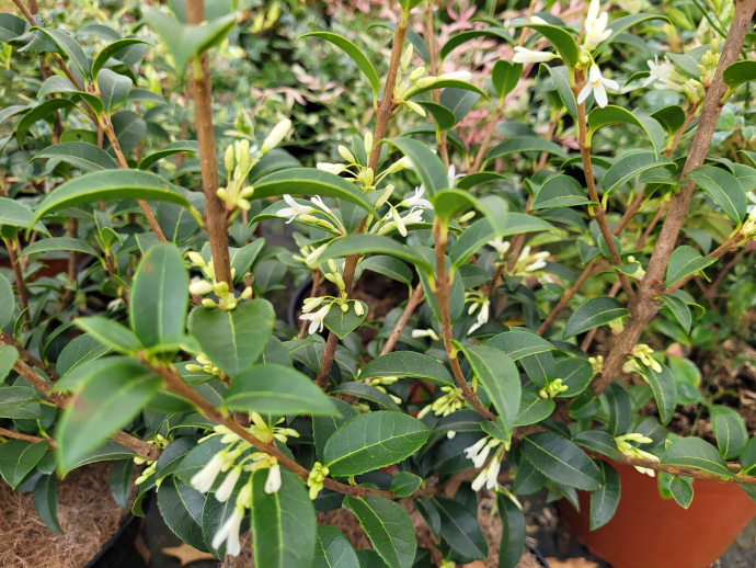 Osmanthus burkwoodi