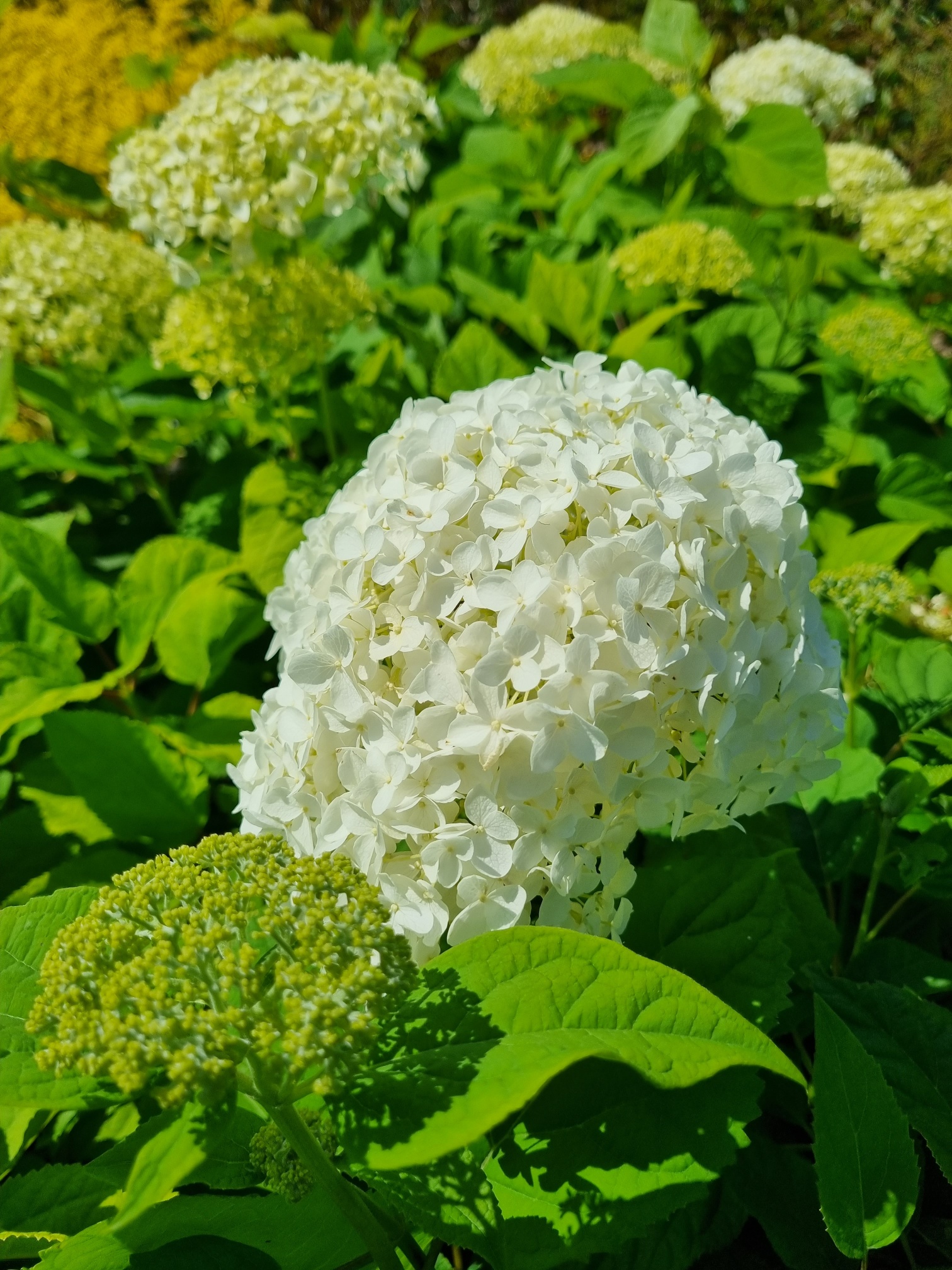 Hydrangea annabelle