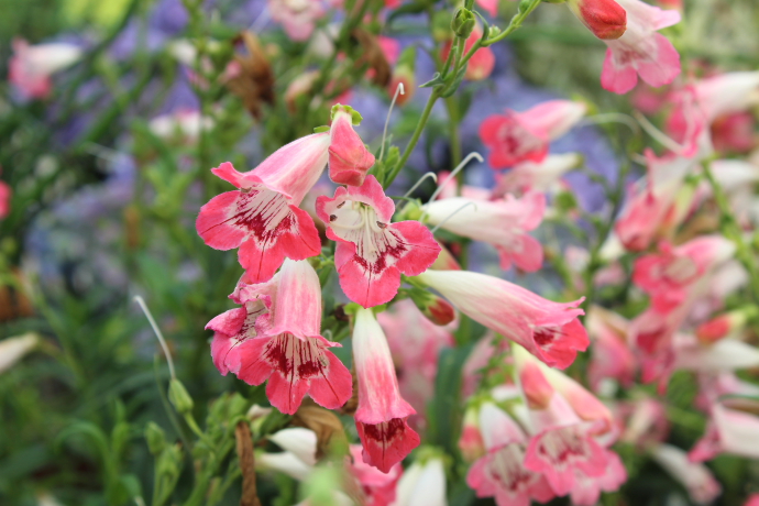 Penstemon rose