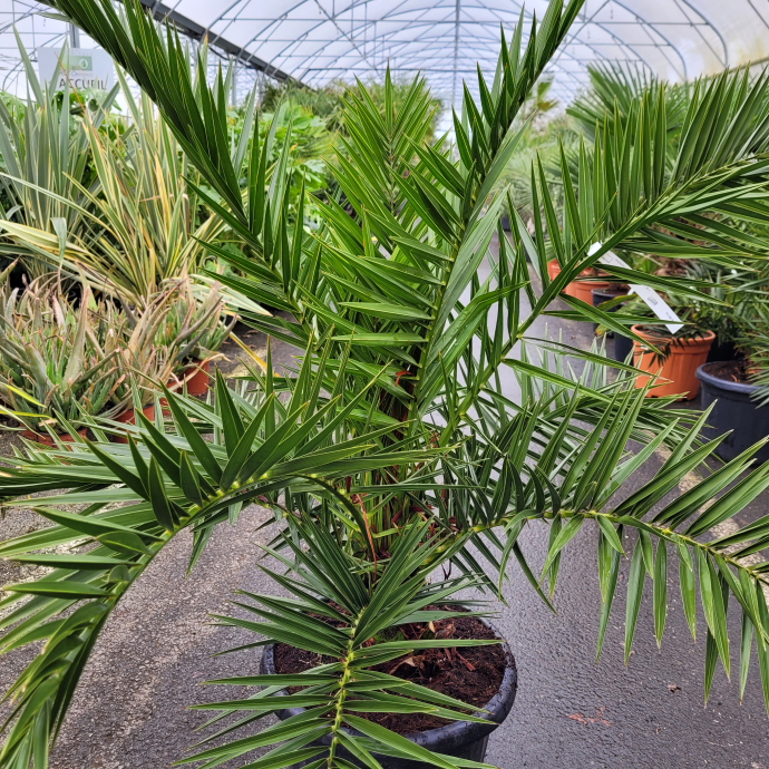 Phoenix canariensis