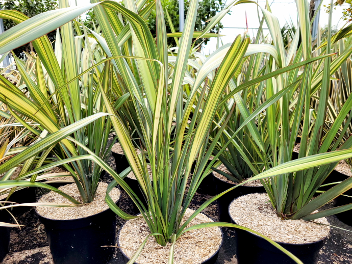 Phormium apricot queen