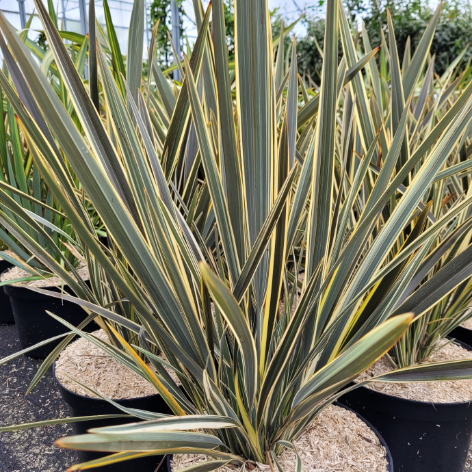 Phormium brown sugar