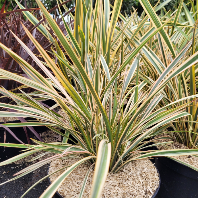 Phormium duet