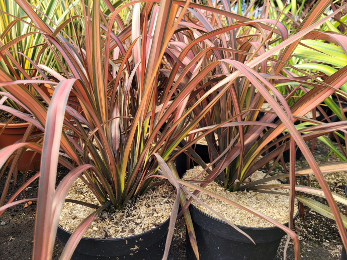 Phormium evening glow