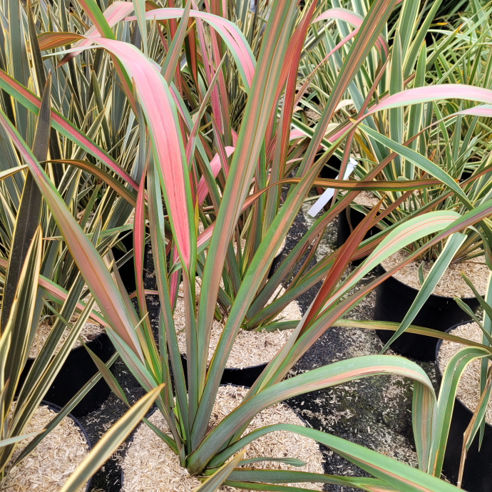 Phormium jester