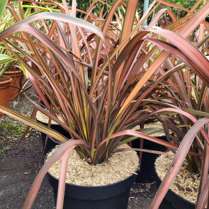 Phormium pink panther