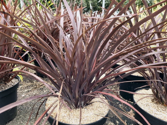 Phormium platts black