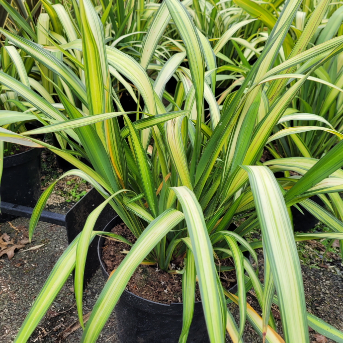 Phormium yellow wave