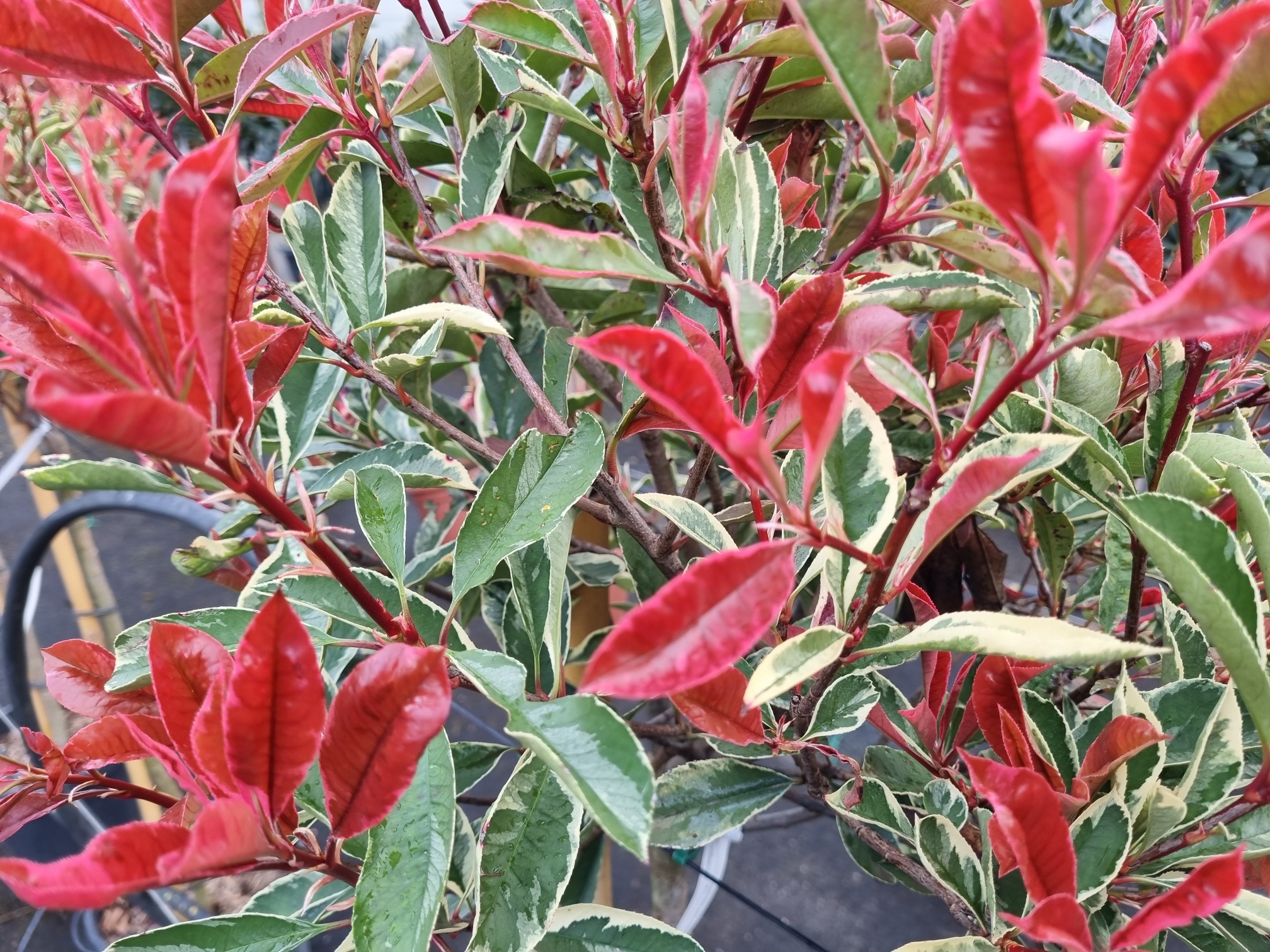 Photinia pink marble