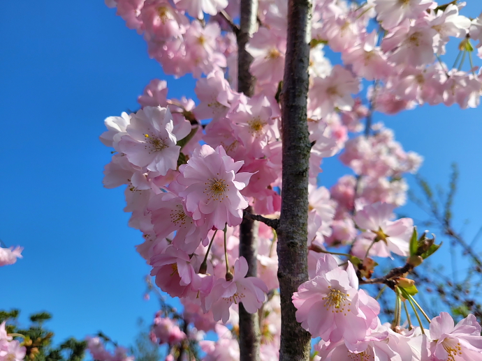 Prunus accolade