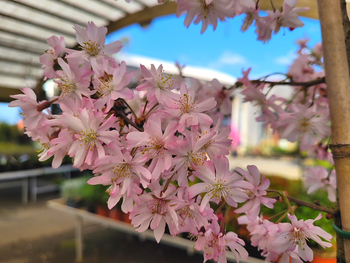 Prunus autumnalis rosea