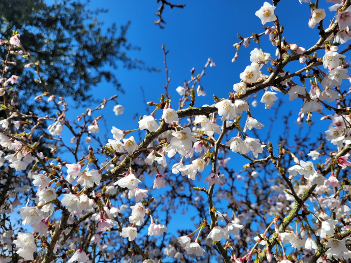 Prunus incisa kojo no mai