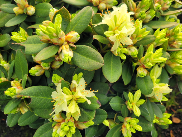 Rhododendron nain