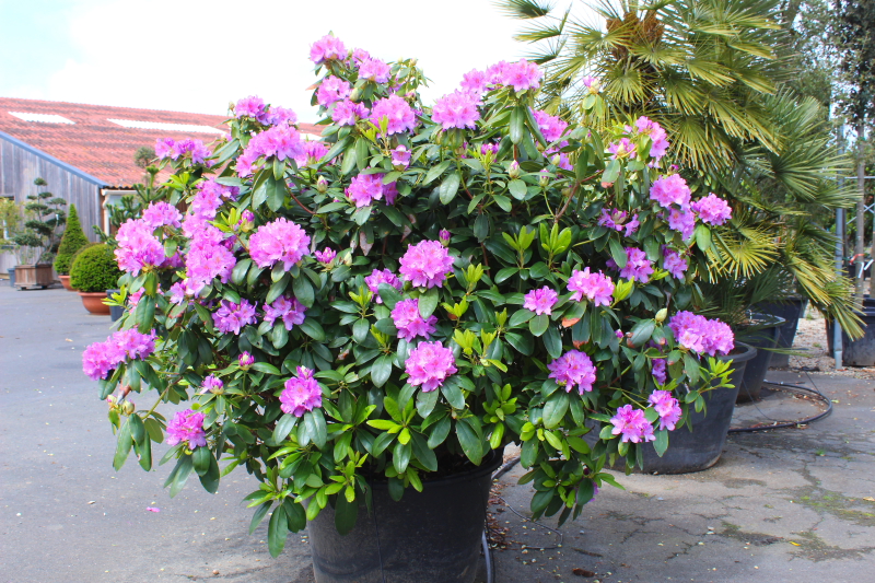 Rhododendron