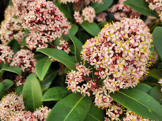 Skimmia rubella