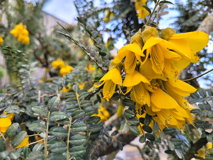 Sophora sun king