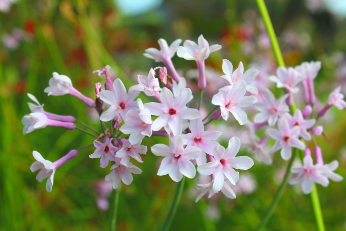 Tulbaghia