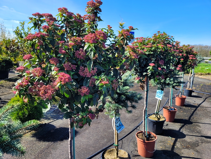 Viburnum tinus demi-tige